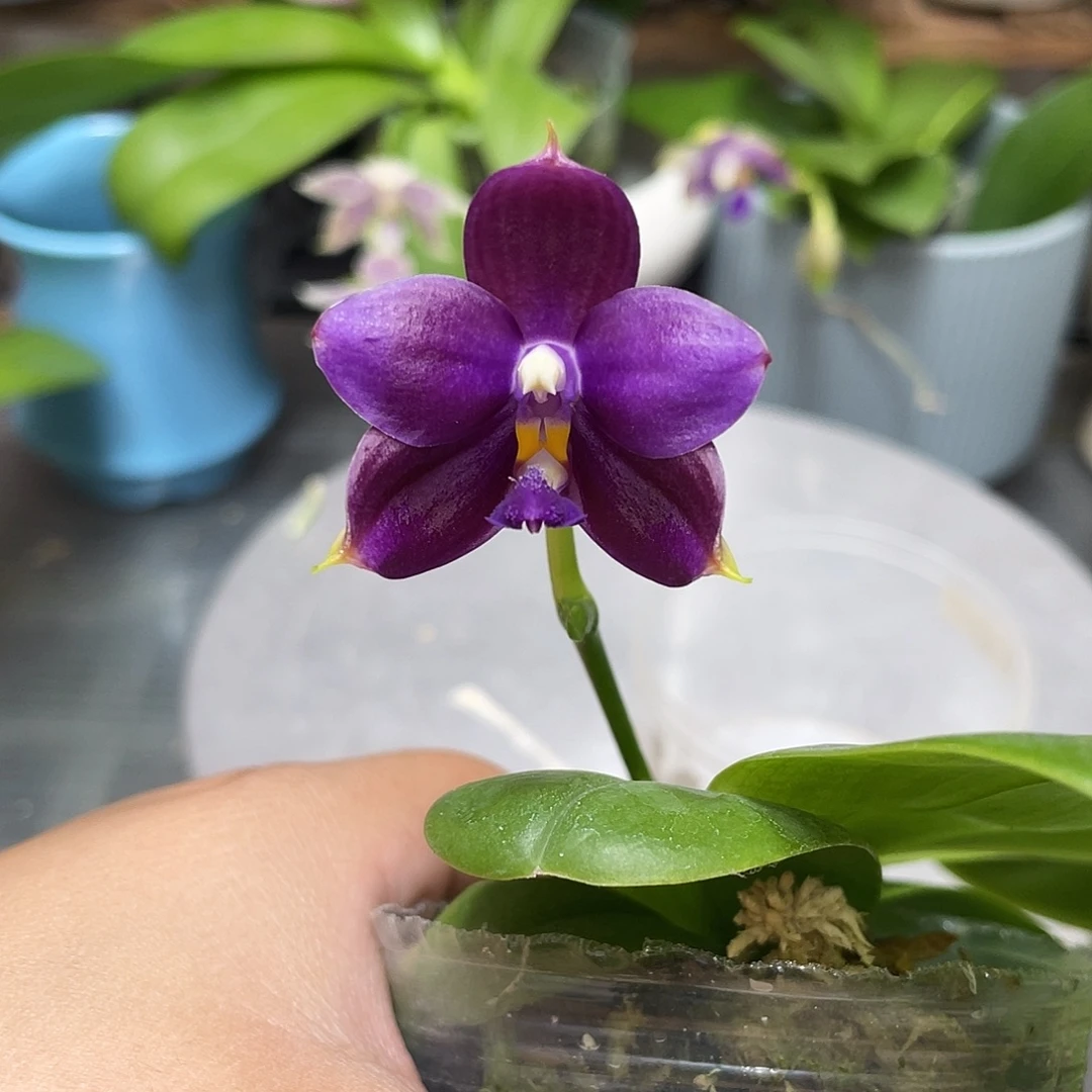 完全开放鱼鱼交蓝鸟