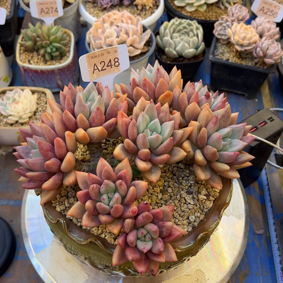 桃花源，，，，，，，，，，，