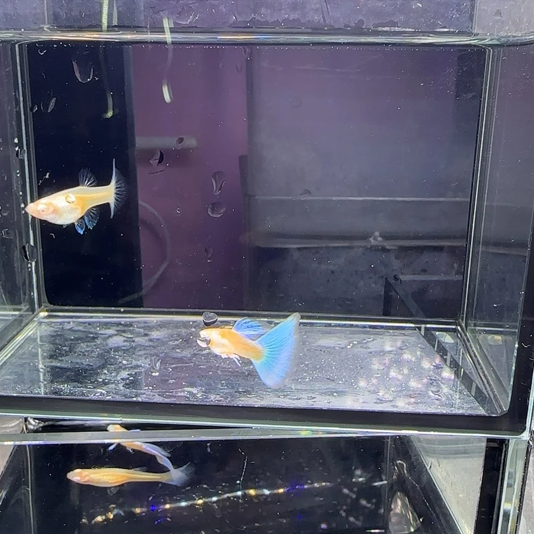 孔雀鱼蓝白欧意一对