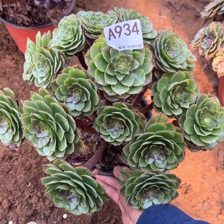 万拉丝多肉植物934.