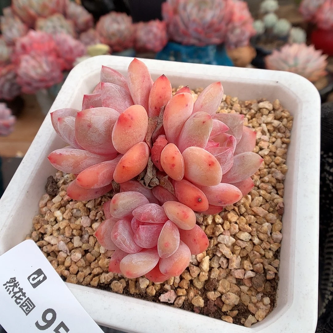 955日本雪天使多肉植物
