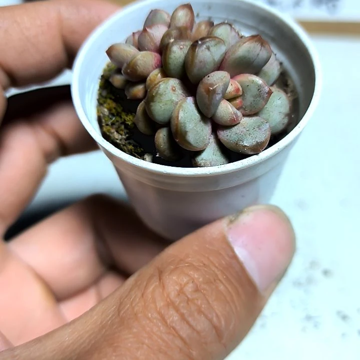 满6元包邮，葡萄小苗2/3头拇指盆