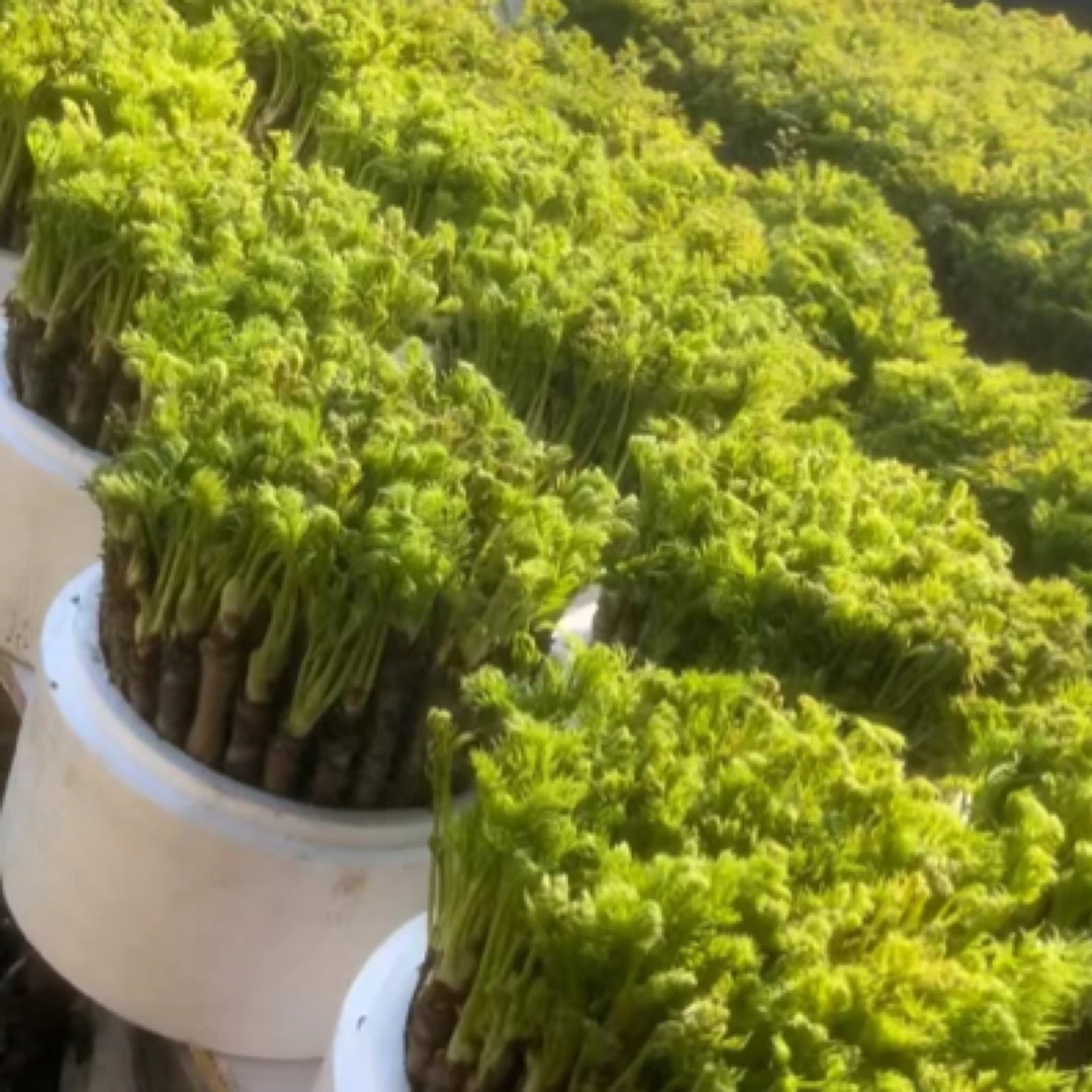 山野菜盆菜 刺嫩芽