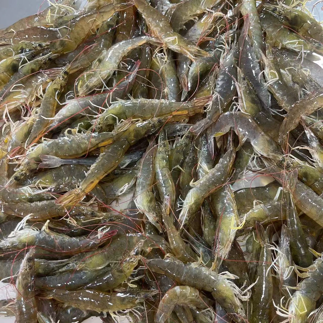 大连复州湾盐场虾3，个头不大冷冻发货顺丰包邮