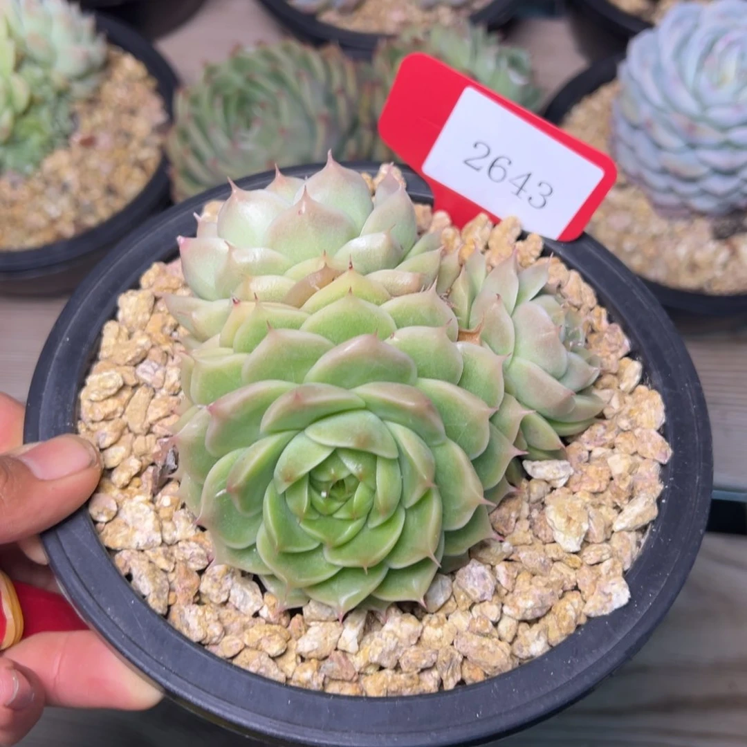 热**烫2643多肉多多多多多