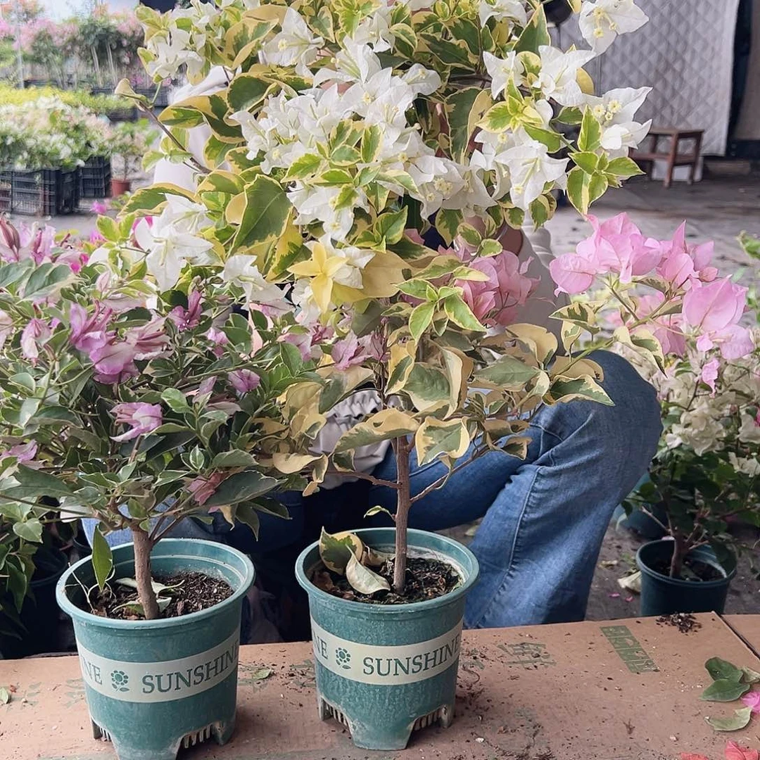 大部分花苞少量开放花叶雪紫，中国丽人，金边白组合