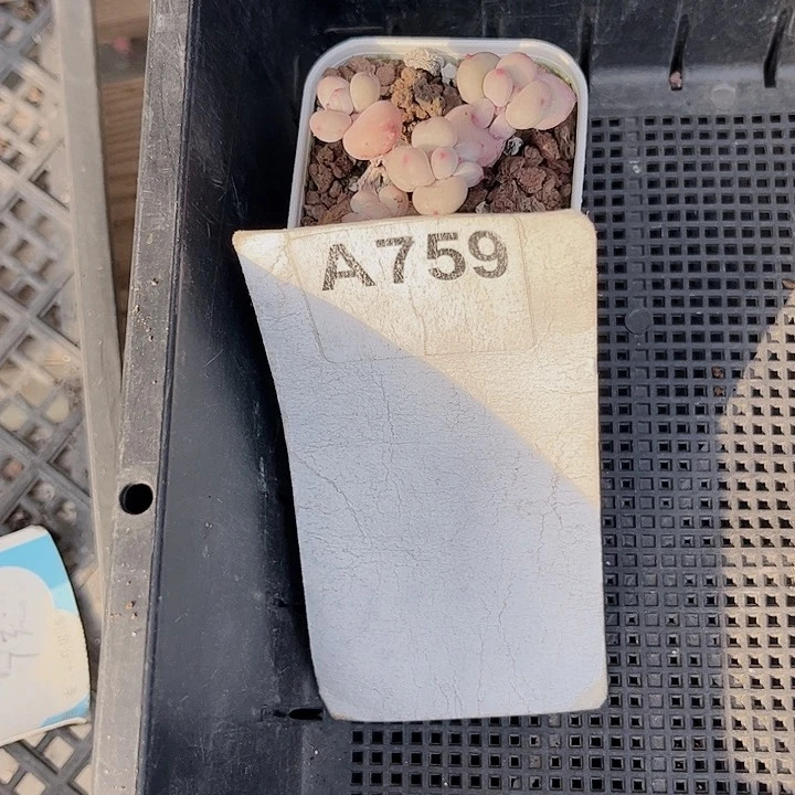 一***静759密密麻麻密密麻麻吗