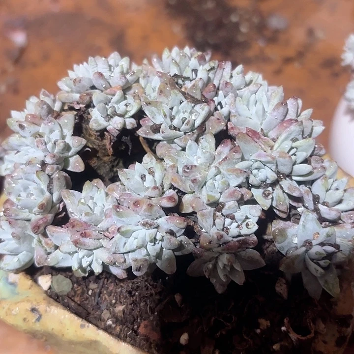 仙女杯多肉植物提取