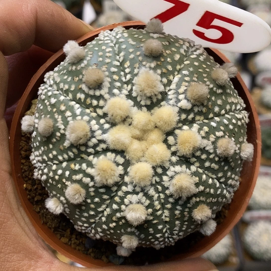 75福利特价啦岩田大优