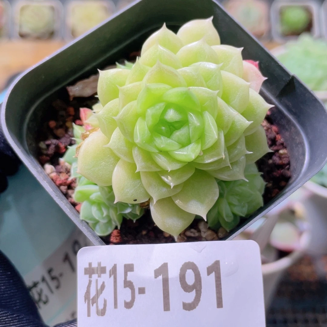 花利美15-191麦秆群