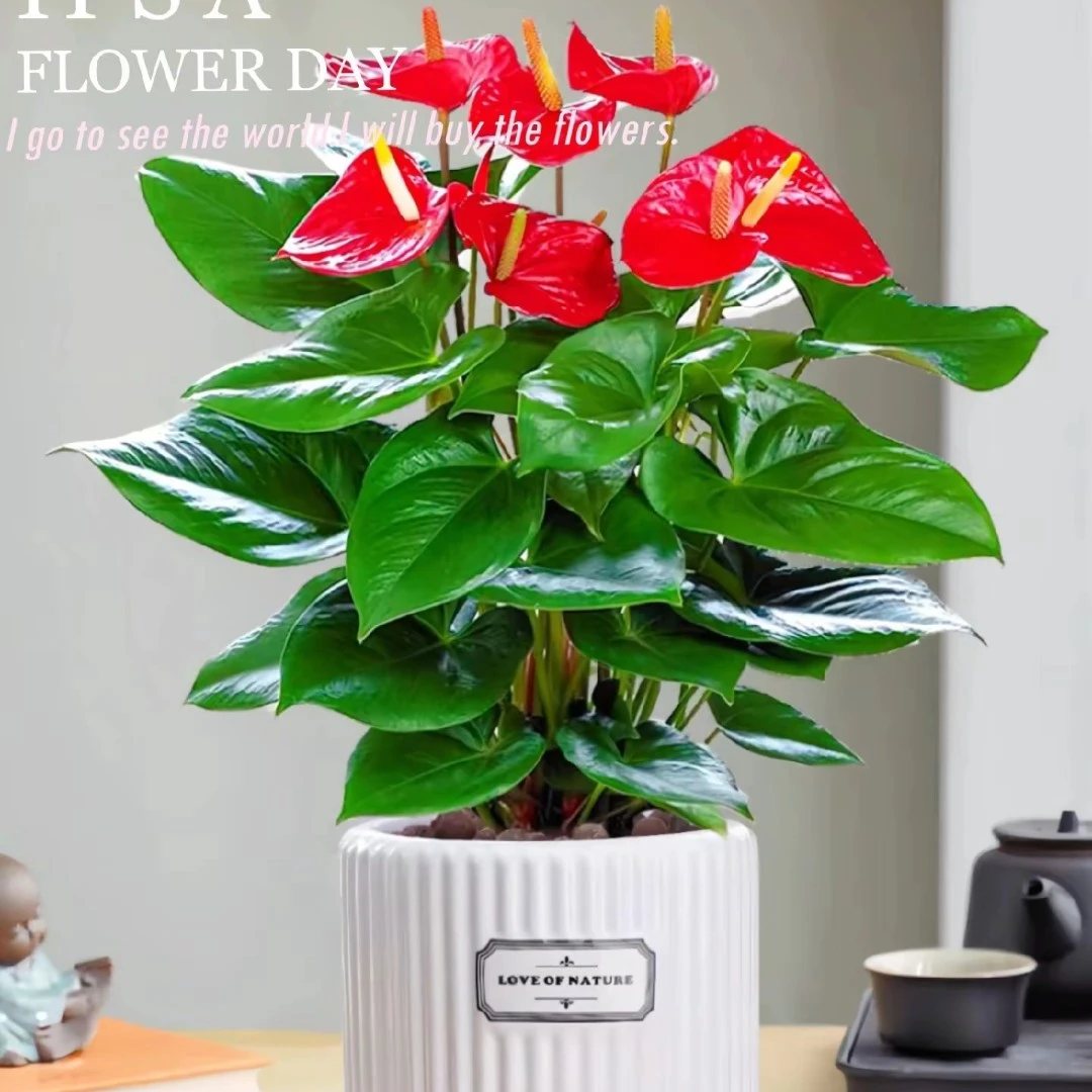红掌盆栽带花室内绿植四季开花鸿运当头大型花卉