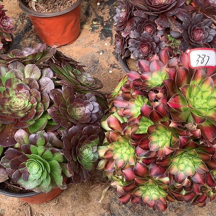 花月夜邵多肉植物387