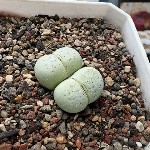 3089，绿灵耀玉母本双头带盆