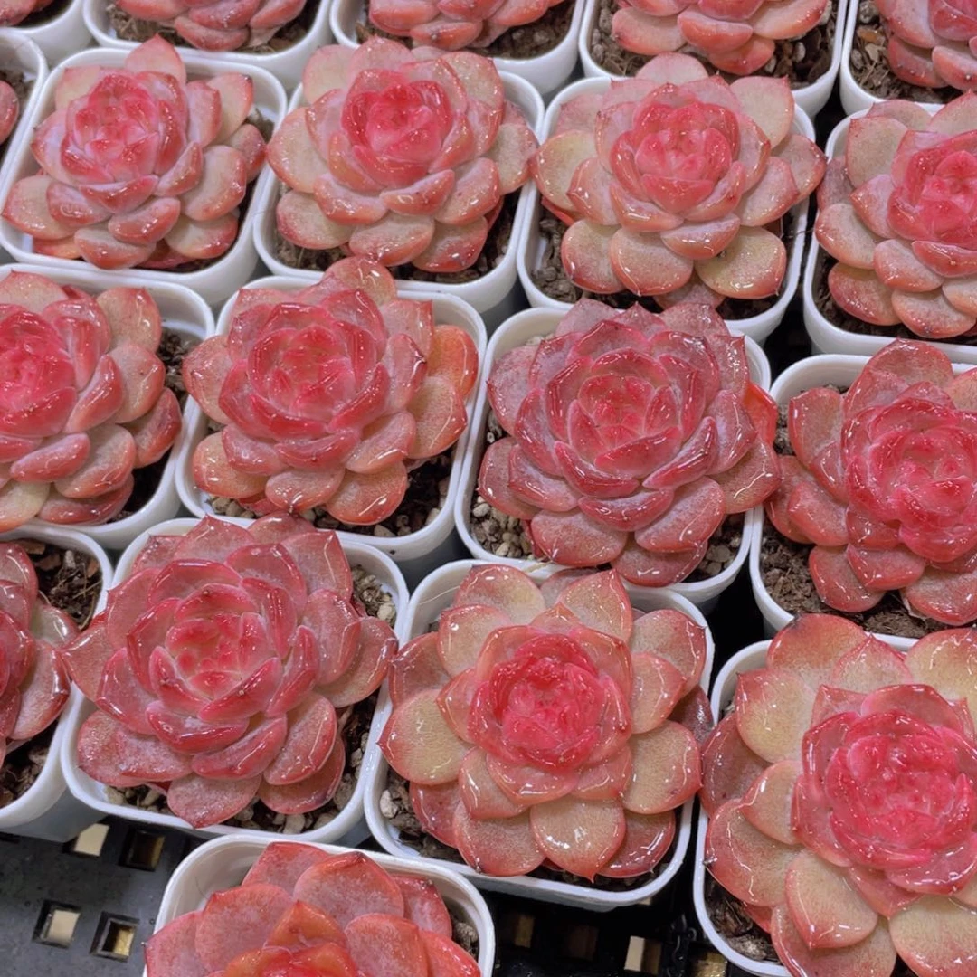 量拍76号 珍妮琥珀单头一个