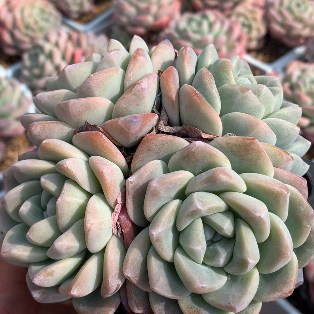 0222-66 冰玉优选