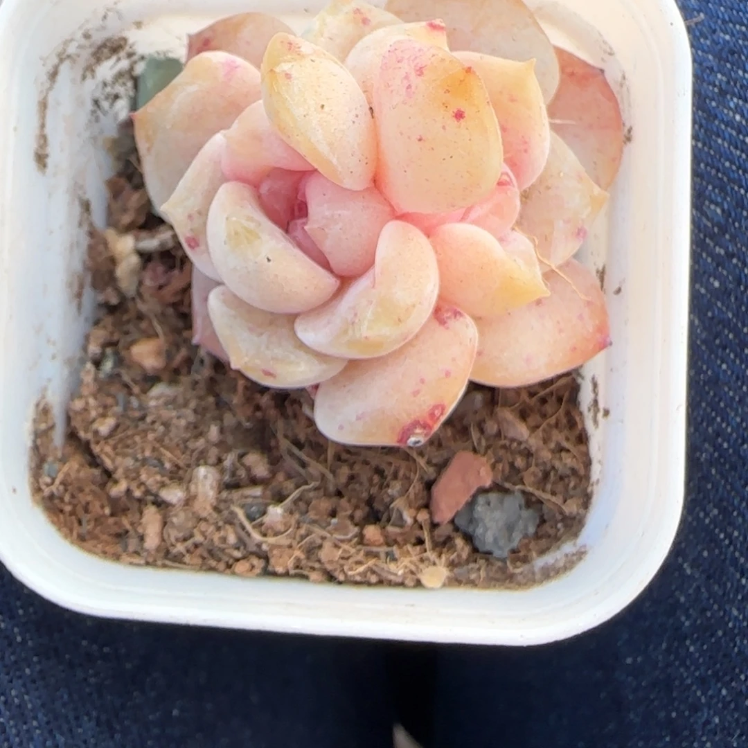 多肉小卡拉米糖心一物一拍