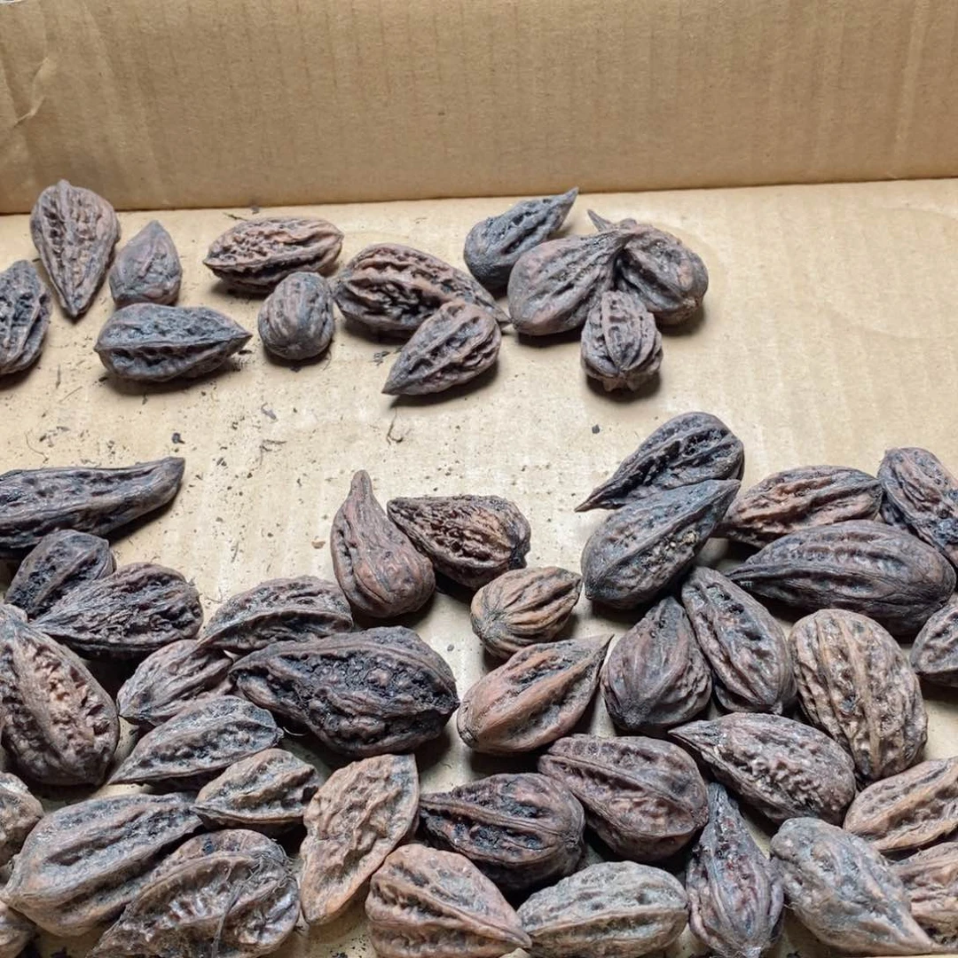 文玩核桃吊坠白*翁核桃15