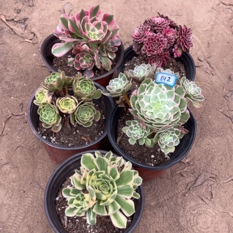 012多肉植物组合，