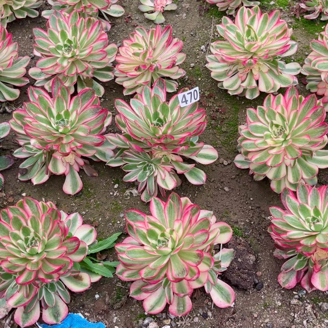 470倾城法师多肉植物