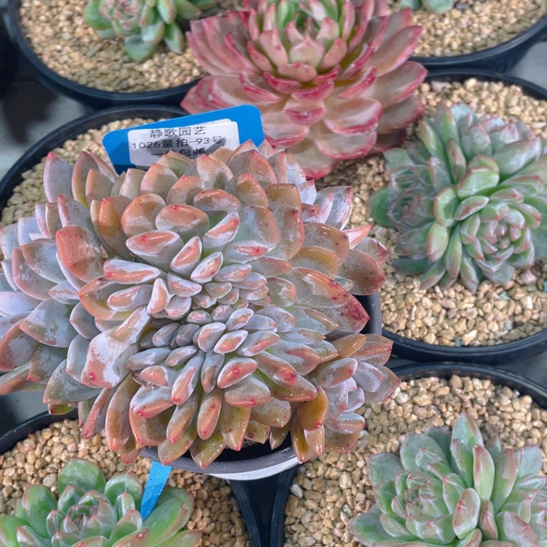 1026-93-韩版梦露缀化一颗