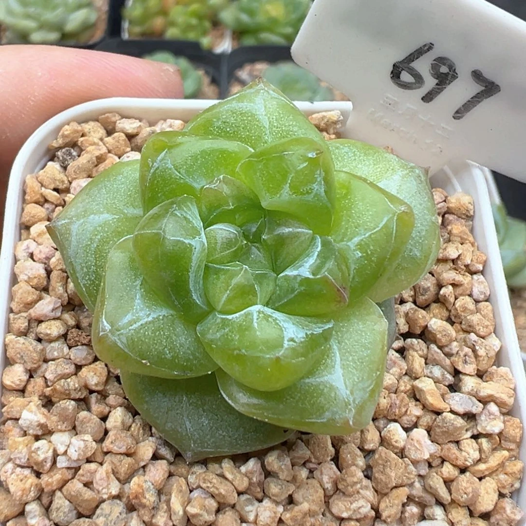 697号松花珍妮 晗雨多肉