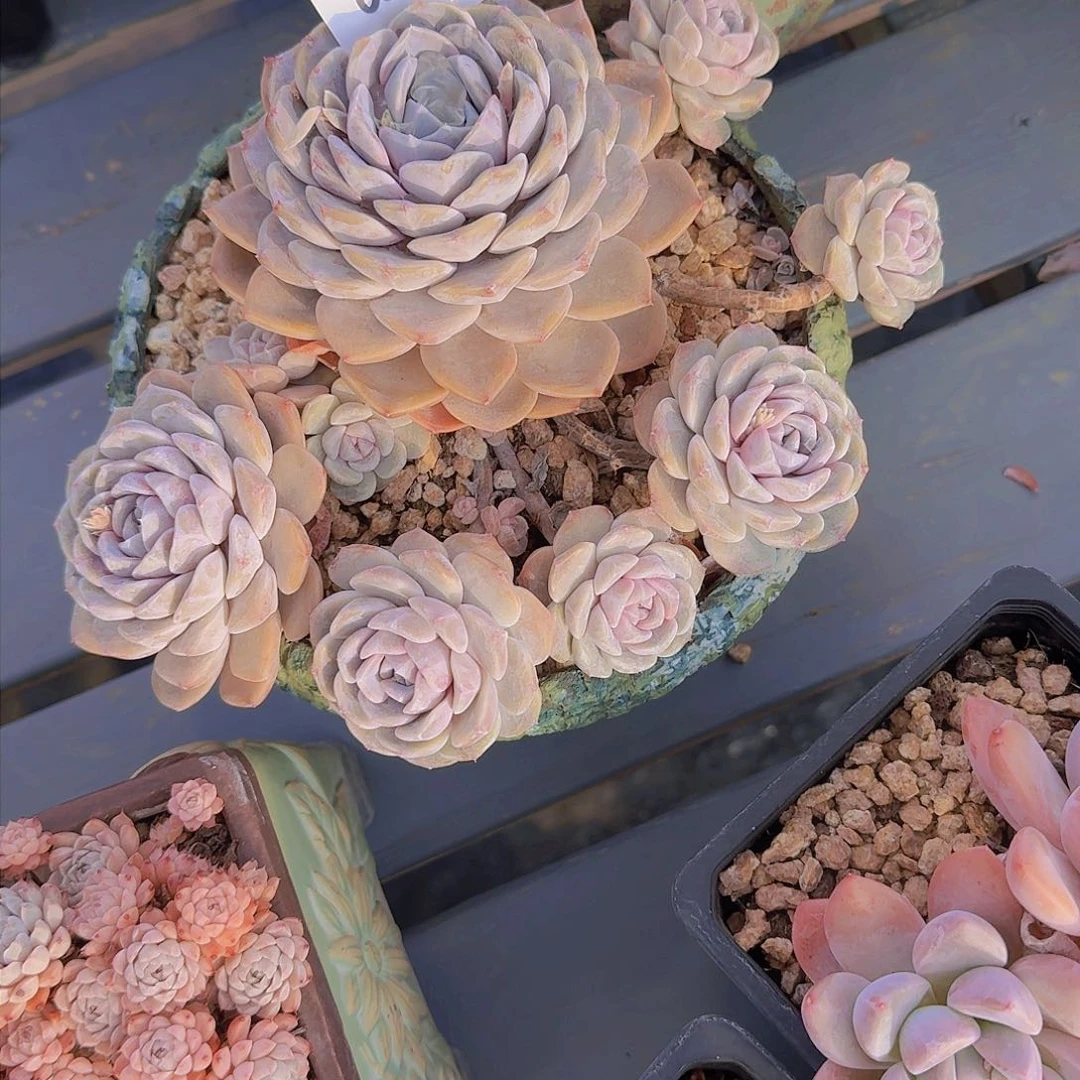 大****?0559汉堡多肉植物