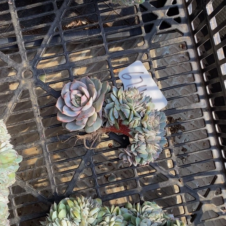 674雪域蓝巴黎缀化板子有小洞微瑕肉肉