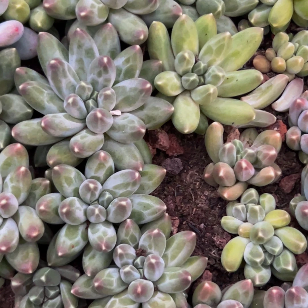 10颗美人系列多肉植物