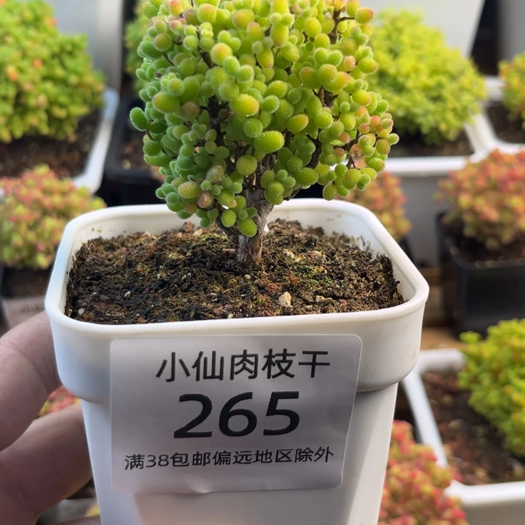 265枝干番杏金桔