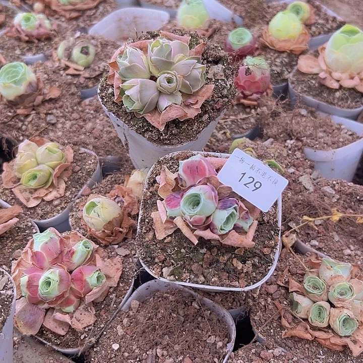 10颗山地玫瑰多肉植物花球