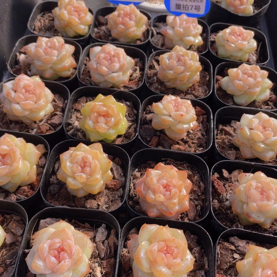 量拍7号 优选水晶粉钻单头一个