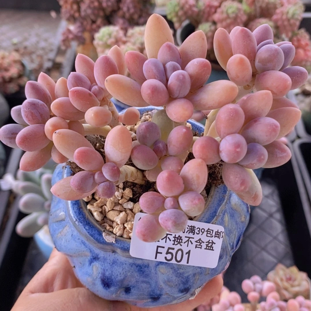 香水手指奶10cm501多肉植物