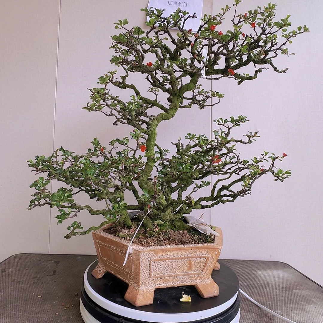 无花朵盆景一物一拍，顺丰到付