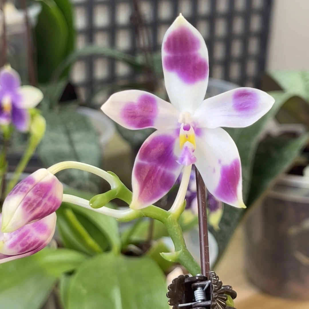 完全开放SWR22J2-1173