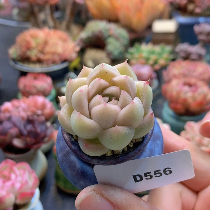 一物一拍含盆土满38包邮D556