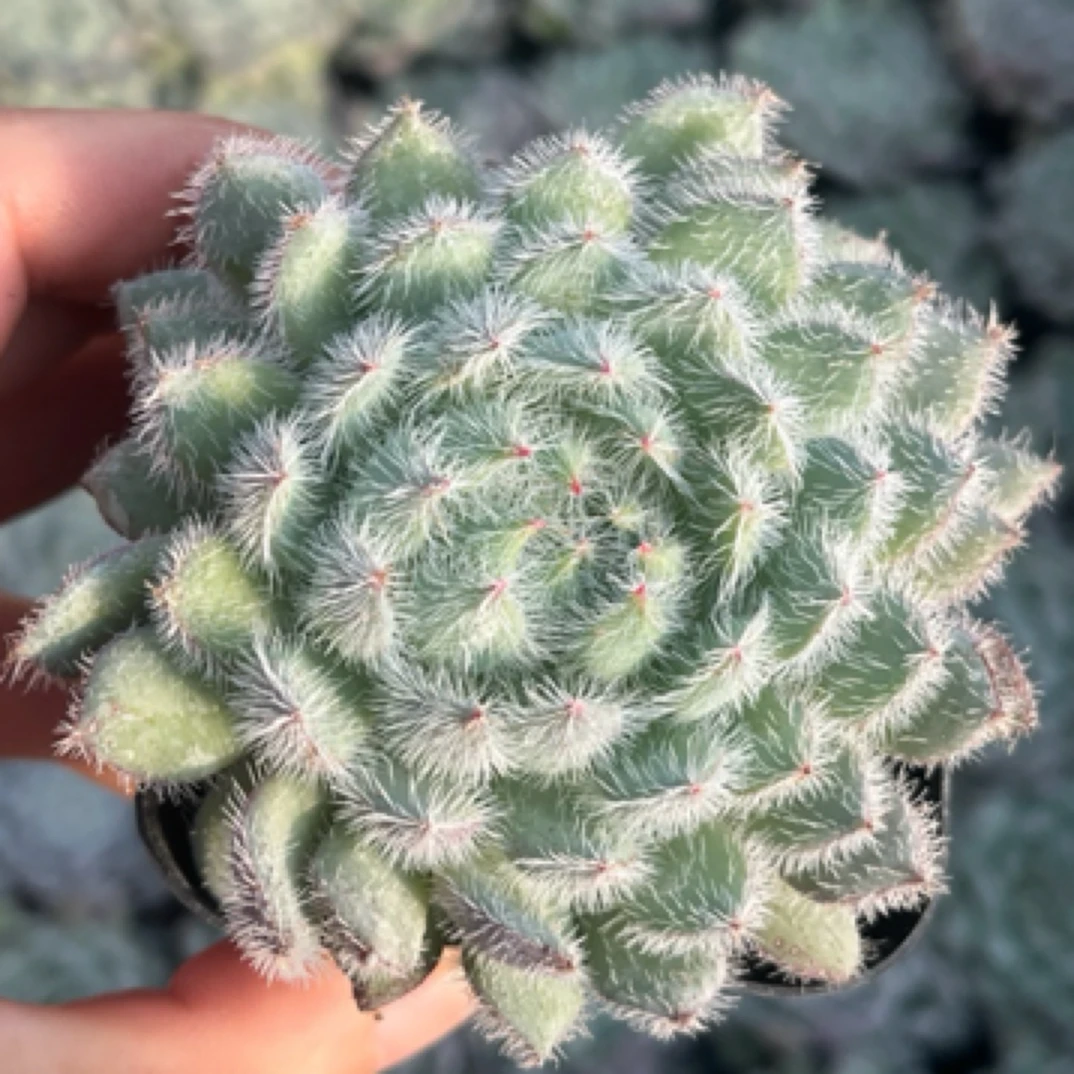 青诸莲多肉植物一盆