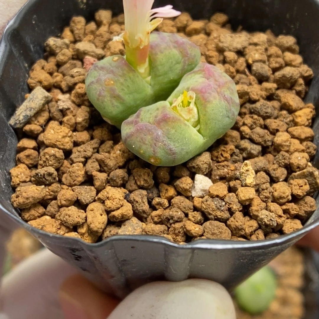 多肉植物肉锥杂交K-030 风铃杂 赤筋纹 伤特