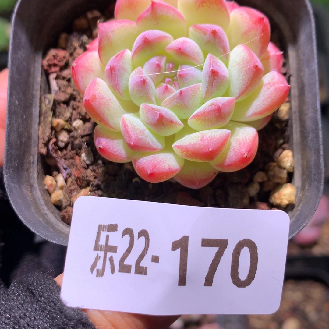 乐然22-170 白桃汽水