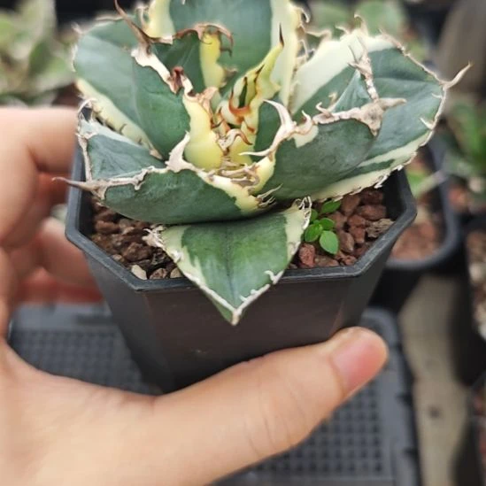 白鲸覆轮锦龙舌兰