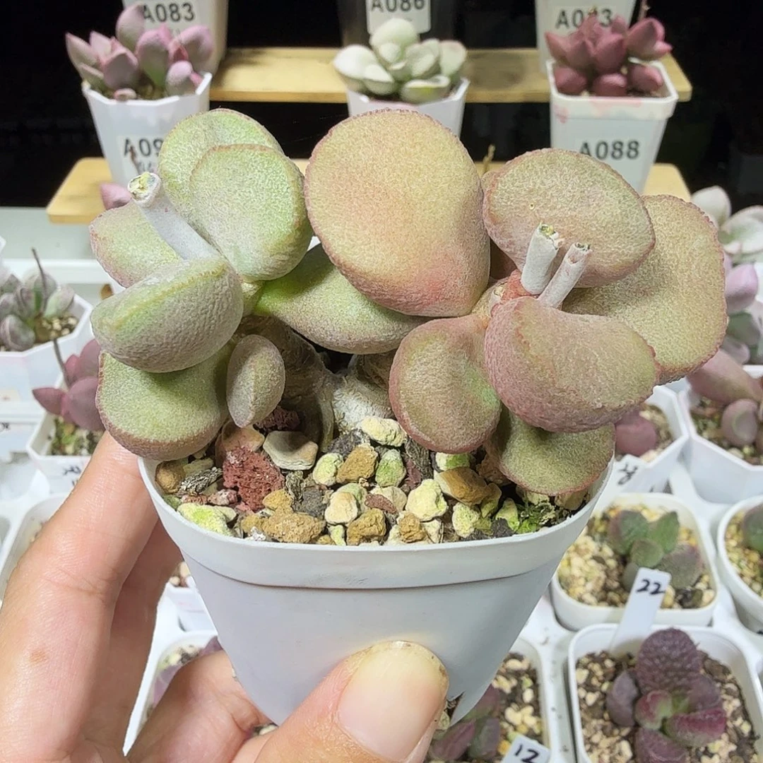 黛安娜水泡多肉植物