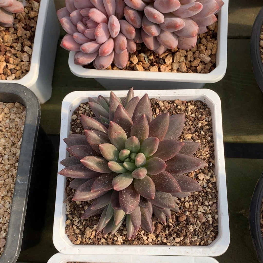 红蜻蜓 手捧 一颗