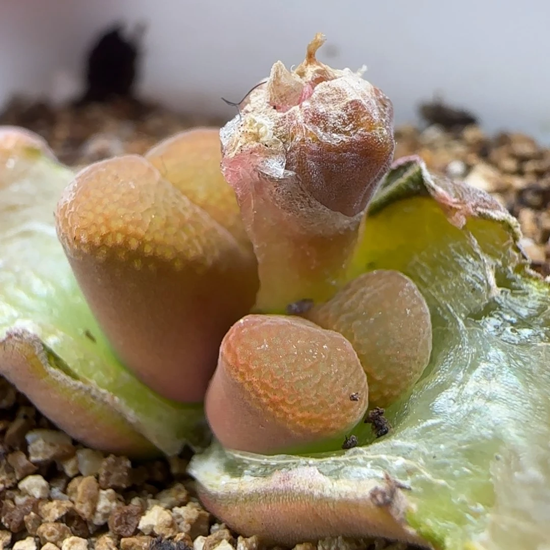 2.13.22/鱼子酱风铃/多肉植物