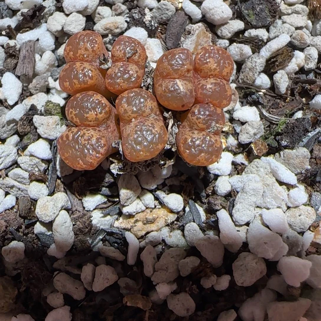 肉锥多肉植物百科-勋章1085