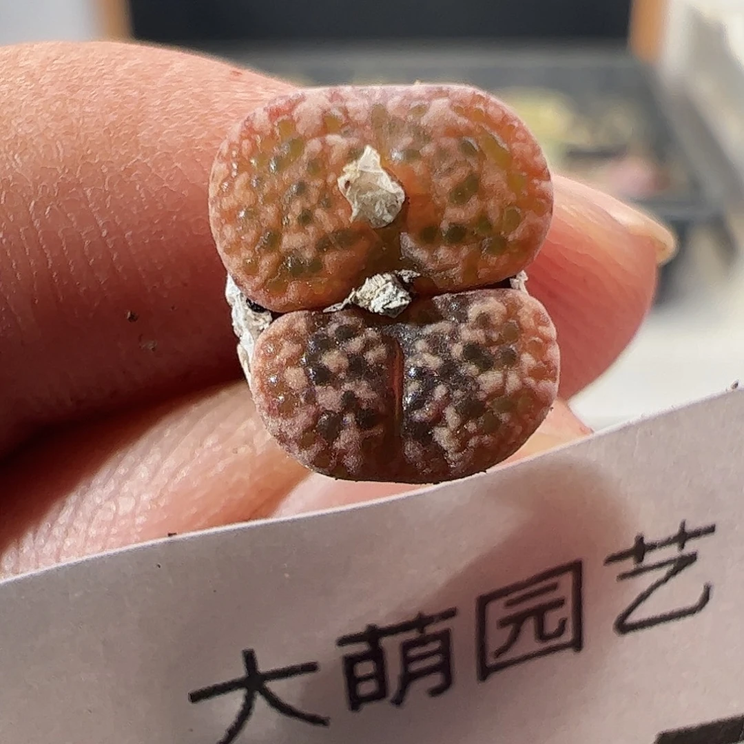 一物一拍。       515