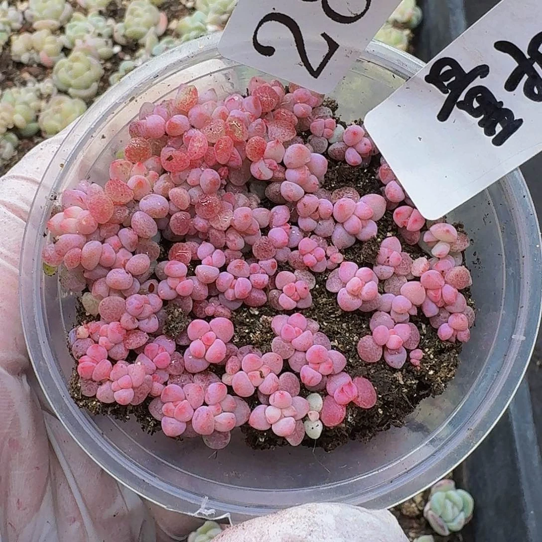 多肉植物多肉植物286量拍