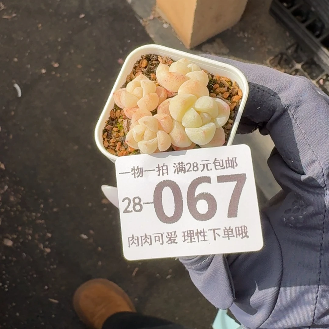 冰玉无盆土发货无盆无