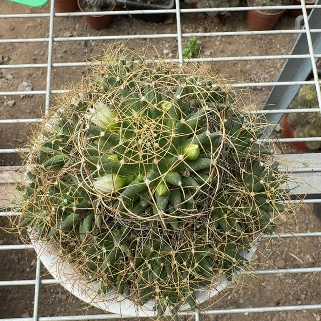 跟***虫卷刺琴丝一颗，开花特别香
