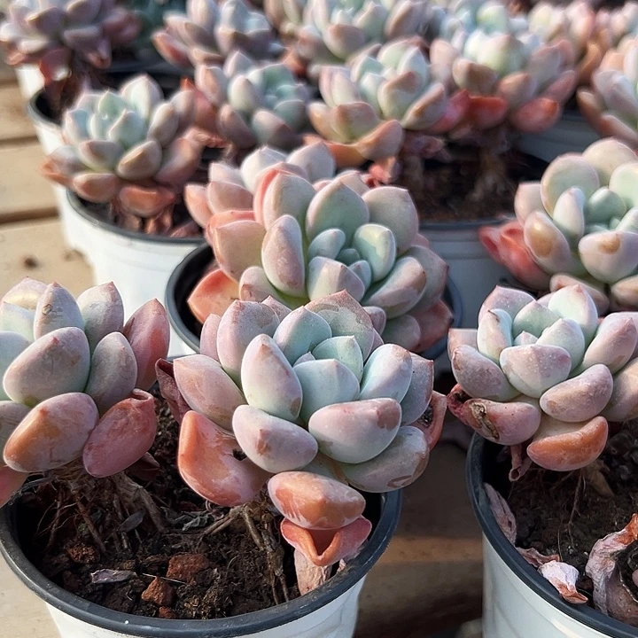 双头  老桩  白露