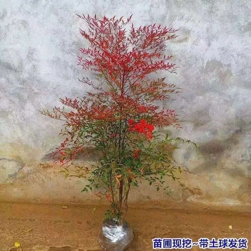 火焰南天竹盆栽老桩室内外庭院种植四季常青吸甲醛绿植