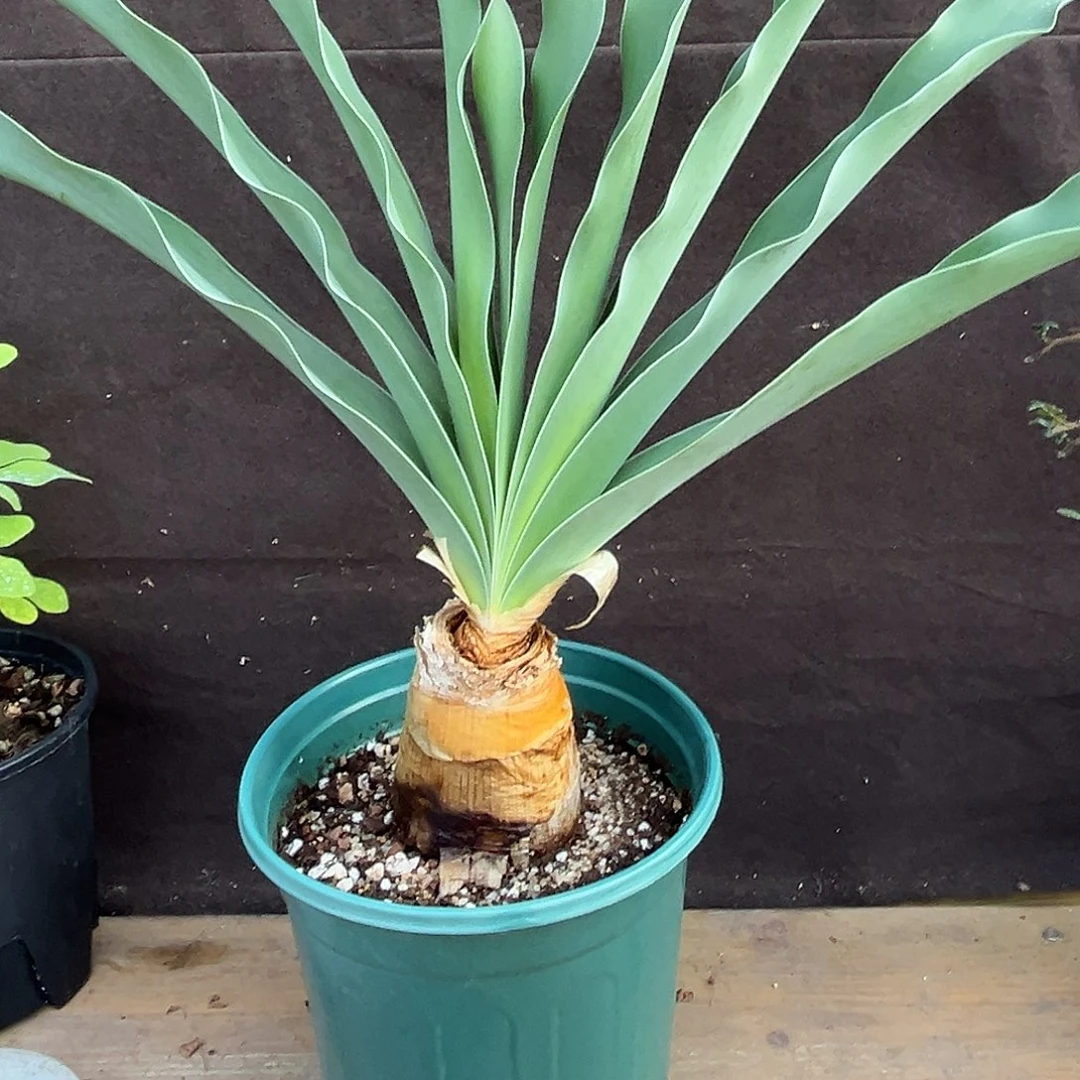 汤圆植物巨凤之卵13